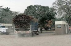 “En riesgo, 94 mil hectáreas de cultivo de caña por sequía en la Huasteca”