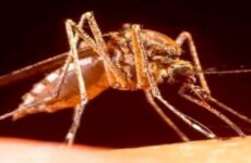 Reportan 23 casos de dengue