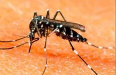 Preocupan los  casos de dengue  en la Huasteca