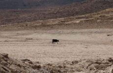 Inicia gobierno trámite de apoyos por sequía excepcional en municipios