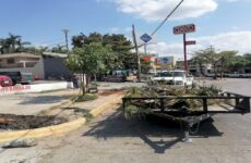 Tumban árboles  para parador de  camión sin permiso