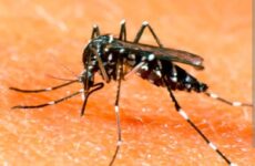 Detectan más zancudos  que generan dengue