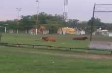 Vacas pastan en  campos deportivos