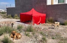En Villa Magna piden cárcel para asesinos de perros; ya reúnen pruebas