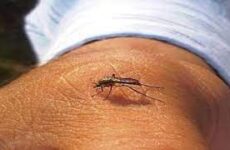 Registran primer  caso de dengue en  la Huasteca norte