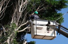 Talarán árboles peligrosos en escuelas de SL
