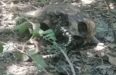 Hallan huesos humanos a la orilla del río Tampaón en Tamuín