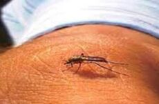 Acciones para combatir el aumento de casos de dengue en Morelos