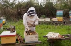 Avanza producción  de miel en el estado