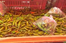 Se “disparan” precios de chile, jitomate y limón, reportan comerciantes